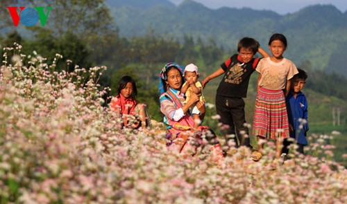Buckwheat flowers blossom in Si Ma Cai - ảnh 8
